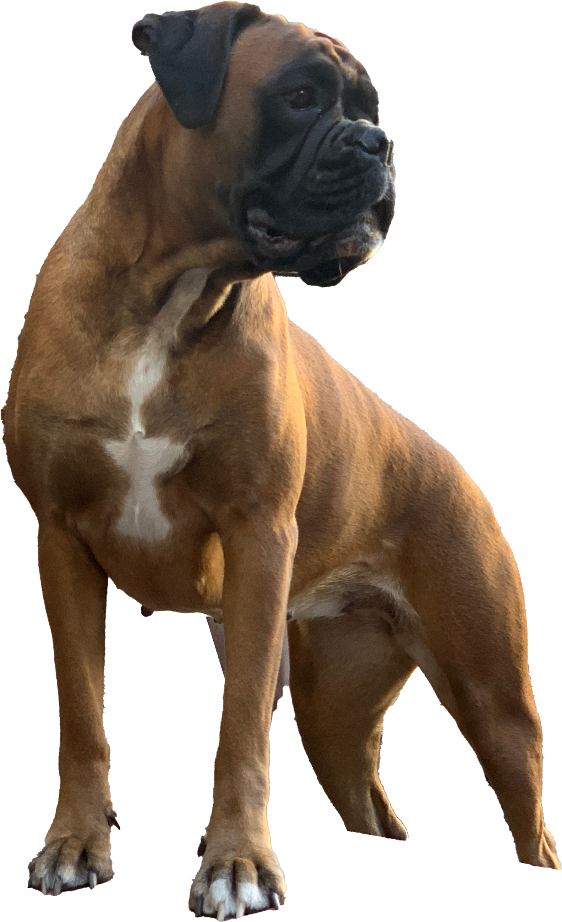 Mascotte 3/4 COM